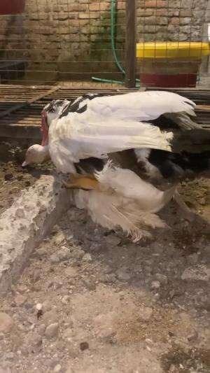 proses entok berkembang biak
#HOTrctiplus #shortplus 