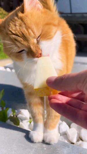 kucing makan melon # kucing #kucingimut #kucinglucu
