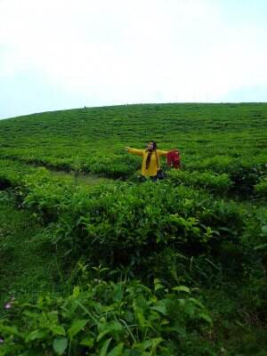 healing di kebun teh jadinya slebew 