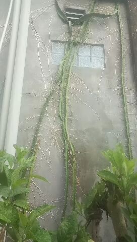 Penampakkan pohon buah naga