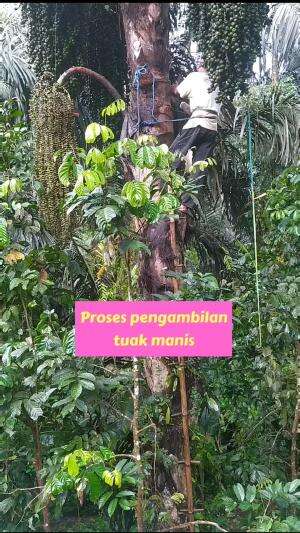 Proses pengambilan tuak manis