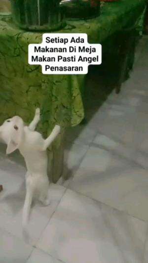 SETIAP ADA MAKANAN DI MEJA, PENASARAN MAU MAKAN

#kucinglucu #kucingoyen #catlovers #pencintakucing #kucinggemoy #kucinggemes #sahabarkucing