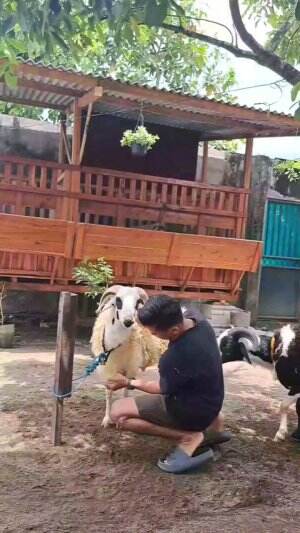 pastikan domba kesayangan kita sehat dan gemuk ya lek ku dan bebas cacingan🙌🐏

 #Domba
#obatdomba
#peternakmuda
#Salambabatalas