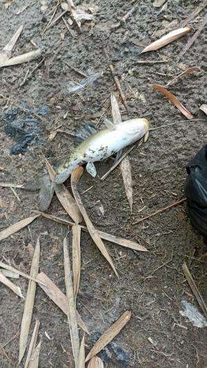 mancing di sungai opak bolo
 #mancingmania  #mancingliar 