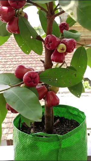 Solusi gak punya lahan bisa tanam di pot atau polibag #Berkebun #edukasi #fyp #fypシ゚viral #trending #foryou #RCTIPlus #HOTrctiplus