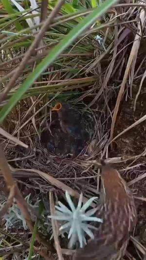 #birds #burungkicau #Bayi burung lagi sarapan 