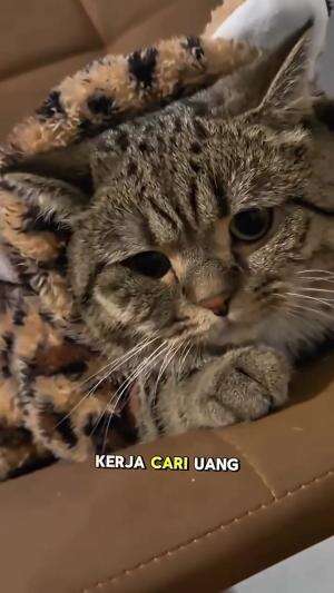 kerja cari uang
#HOTrctiplus #shortplus #kucingoyen #duniakucing