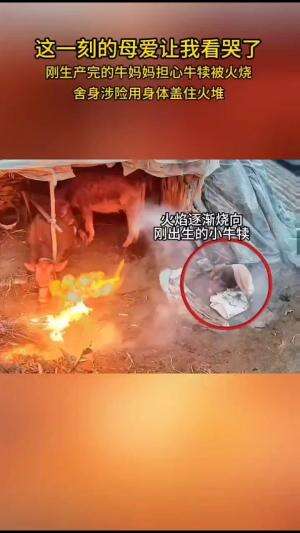 lihat sampai akhir..  #Viral  #virall 