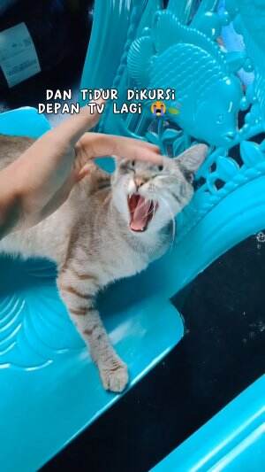 kasihan banget kucing aku 😭🍃 #hewanpeliharaan #duniakucing #kucingoyen #kucinglucu #lutfiafifi 