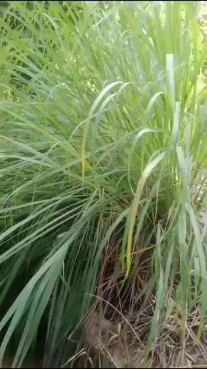 02.SEREH BUAT KESEHATAN
 #Daunserehbuatkesehatan
 #daunserehbuatkekebalantubuhdarinyamuk
 #daunsereh
