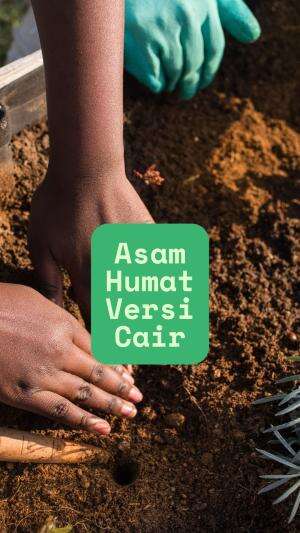 Asam humat ada yang cair  #asamhumat  #berkebun 