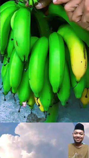 pisang  

#BuahSegar
#ManfaatBuah
#MakanBuah
#BuahBuahan
#CintaBuah
#BuahLokal
#BuahNusantara