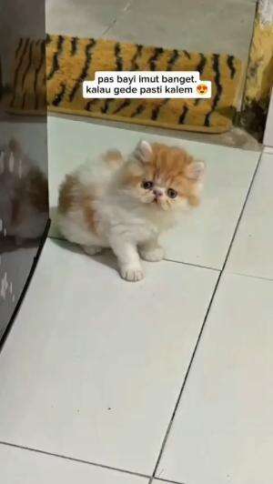 kucing imut imut

#HOTrctiplus #shortplus #kucingoyen #duniakucing