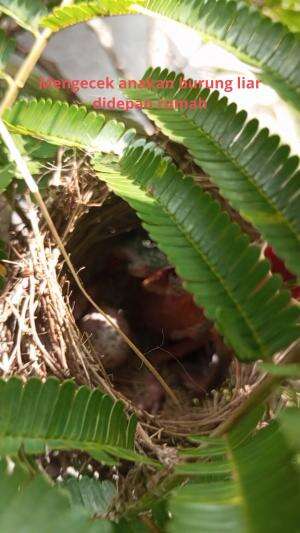 mengecek anakan burung liar depan rumah

#burungliar #burungkutilang #HidupDiAlamLiar 