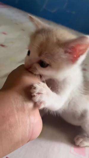 anak kucing lucu ngempeng tangan

#HOTrctiplus #shortplus #kucingoyen #duniakucing