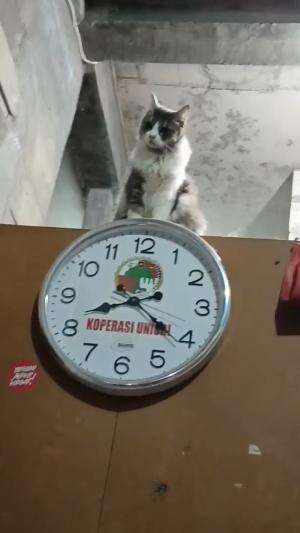 kucing actingau nangkap kecoa
#HOTrctiplus #shortplus #kucingoyen #duniakucing