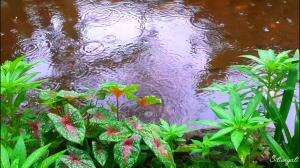 ⚘🕊
.
.
#pemandangan yg indah 