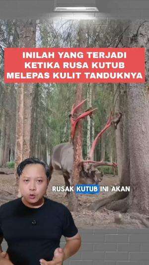 Ketika Rusa Kutub Melepas Kulit Tanduknya saat musim gugur #rusakutub #kutubutara 