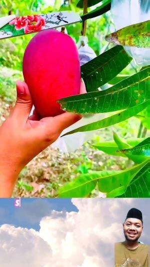 Mangga
#BuahSegar

#CintaBuah

#SehatDenganBuah

#BuahSetiapHari

#ManisAlami 