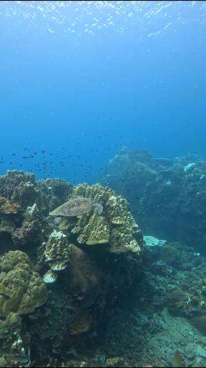 Motivasi untuk hari ini #laut 