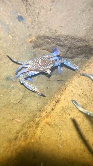 Seekor kepiting biru berjalan manja
.
#laut
#kepiting
#viral