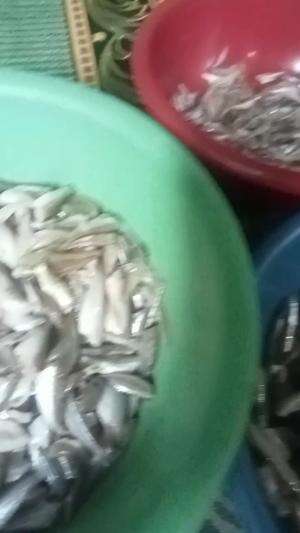 MUSIM IKAN 
 #ikansaluwang
 #lagibanjirikan
 #fypシ゚viral 