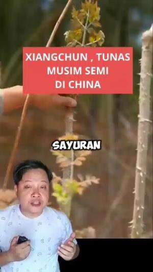 XIANGCHUN, tunas tumbuh di musim semi di China #infomenarik #xiangchun 