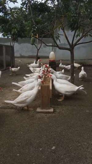 ternak entok jumbo

#HOTrctiplus #shortplus #ternakayam 