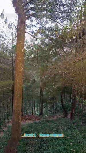 #melewati pepohonan pinus