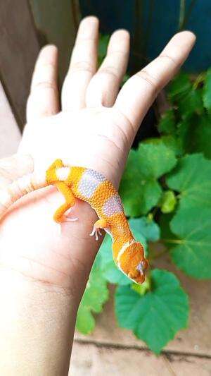 Bayi cicak hias

#gecko #kadal #cicak #tokek

