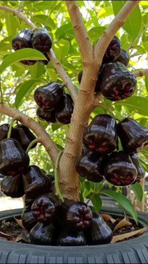Buah jambu air ternyata ada yang warna hitam #Berkebun #edukasi #fyp #fypシ゚viral #trending #foryou #RCTIPlus #HOTrctiplus