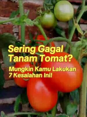 #berkebun #fyp #fypシ゚viral #trending #foryou #RCTIPlus #HOTrctiplus