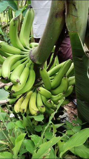 Daripada matang di pohon mending di rumah #edukasi #fyp #fypシ゚viral #trending #foryou #RCTIPlus #HOTrctiplus #Berkebun 