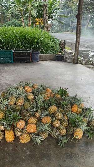 Nanas asli Belik Pemalang
