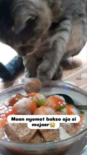 MAIN COMOT AJE MASIH PANAS

#kucinglucu #kucingoyen #catlovers #pencintakucing #kucinggemoy #kucinggemes #sahabarkucing