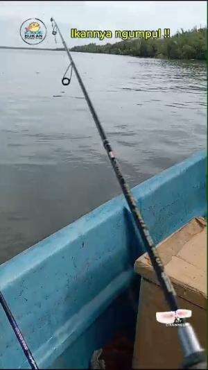 mancing ikan baby GT , ikannya ngumpul dibawah perahu