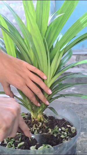 #Berkebun #fyp #fypシ゚viral #trending #foryou #RCTIPlus #HOTrctiplus 