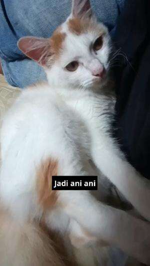 jadi ani ani

#HOTrctiplus #shortplus #kucingoyen #duniakucing
