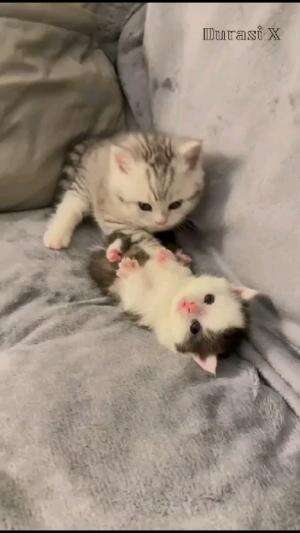 Kucing Ini Sedang bermain dengan Adik Kandungnya #kucinganggora #kucinglucu #duniakucing #KucingGemas #shortplus 
