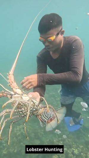 Lobster Hunting #Lobster #hunting #Double Strike #RCTIPlus 