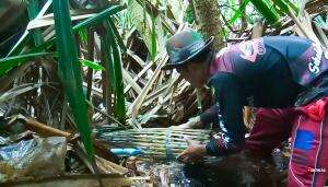 Melihat hasil dari perangkap ikan, terciduk ikan bujuk besar.  #ikanbujuk #matokail  #perangkapikan #Viral 