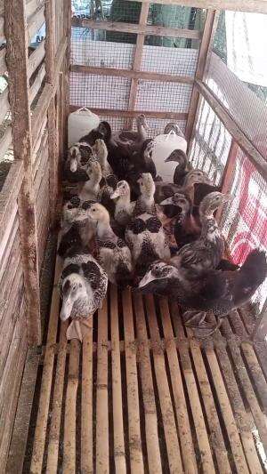 entok jenis jali
#HOTrctiplus 