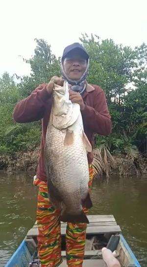 mancing