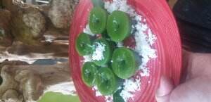 BUKA PINTU GALERY MASTER CHEF PAKE DAUN PANDAN. SIMSALABIM BUNDA NOMADEN MASUK GALERY MCI10. AMIIN...