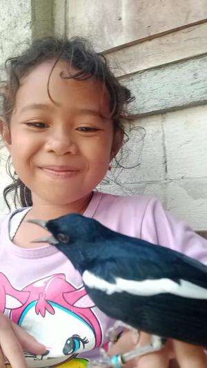 jhony si burung kacer jinak