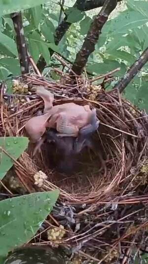 #burungkicau #Perjuangan orang tua burung #Agak lain ya burungnya 