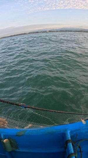 Catch a lot of shrimp in the wild #shrimp #fisherman #net