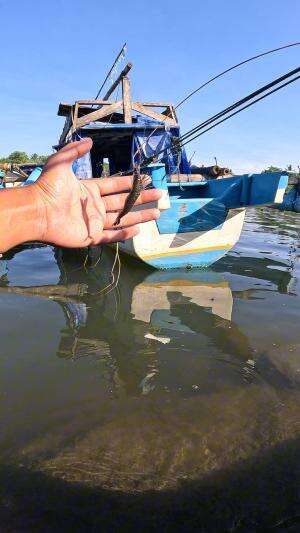 cara kami mancing udang #mancing #fishing #shrimp #udang #nelayan #laut #jaring #ikan #reelsviral #animals #skill #fyp #trending