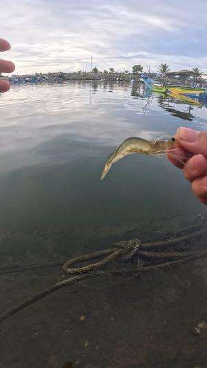 segampang ini cuy #udang #nelayan #laut #jaring #ikan #fbpro #reels #reelsviral #duniaikan #skils #fyp #trending