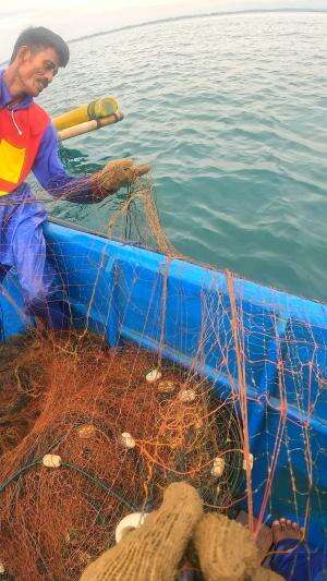 udang jerbung super🦐